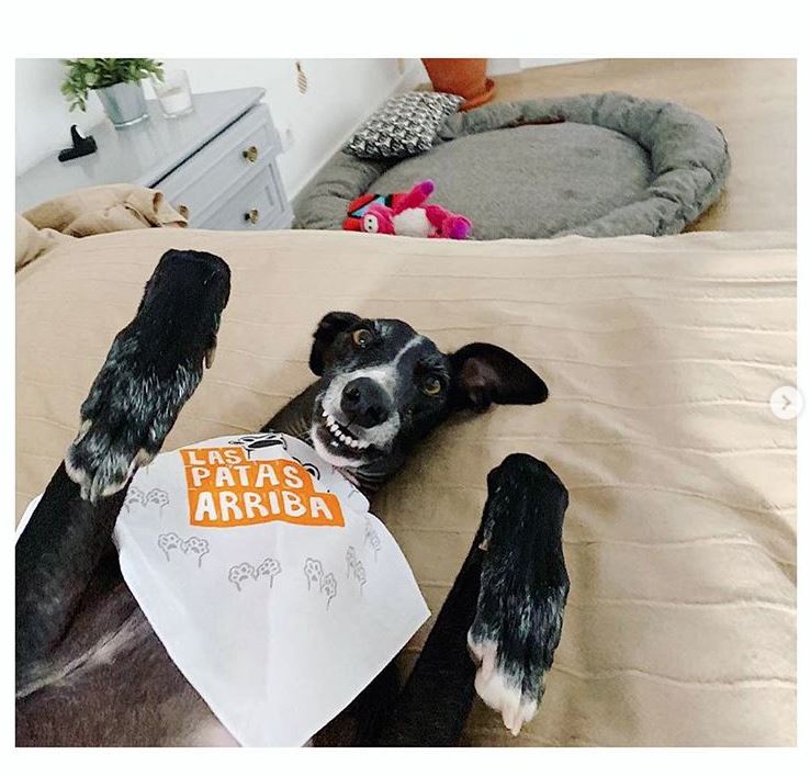 ¡Conseguimos 2000 patas arriba contra el maltrato animal!